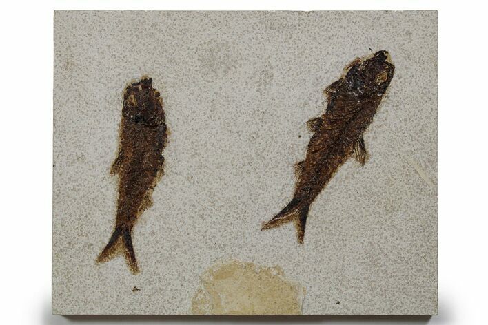 Two Detailed Fossil Fish (Knightia) - Wyoming #349236
